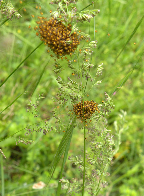 Araneus sp.